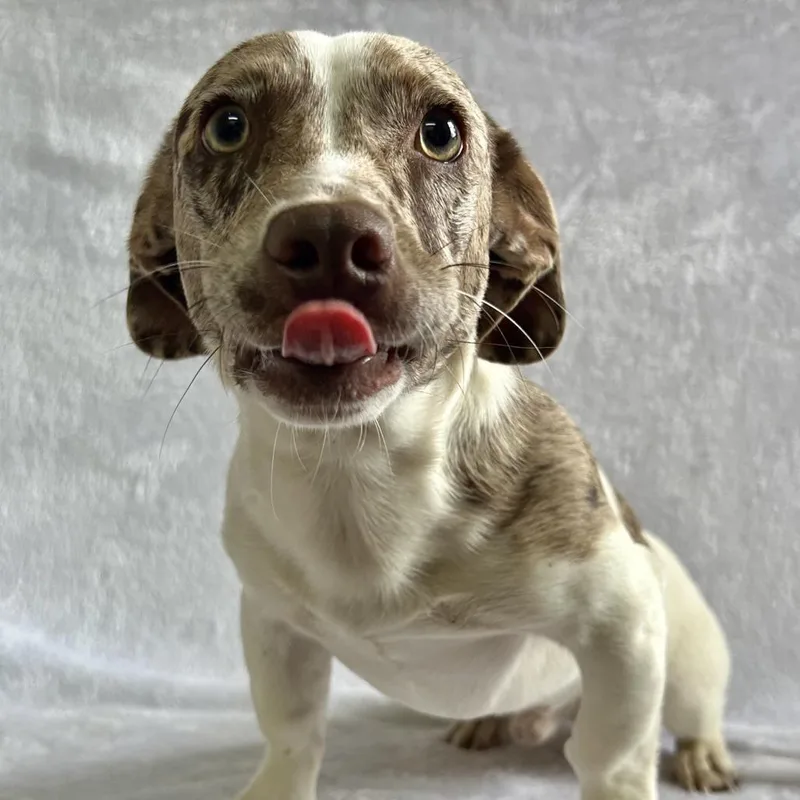 An adult small-sized male Gray / Blue / Silver Mixed Breed dog named Lancelot for adoption in Johnson City, TN