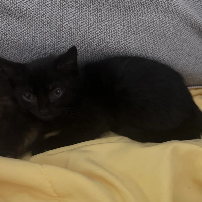 A baby small-sized male Black Domestic Short Hair cat named Onyx for adoption in Long Beach, CA
