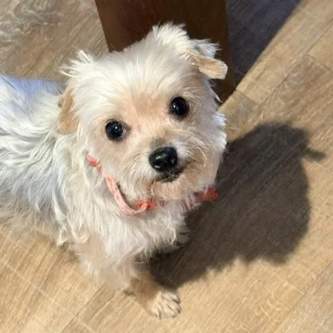 A senior small-sized female Yorkshire Terrier dog named Seadra for adoption in Tulsa, OK