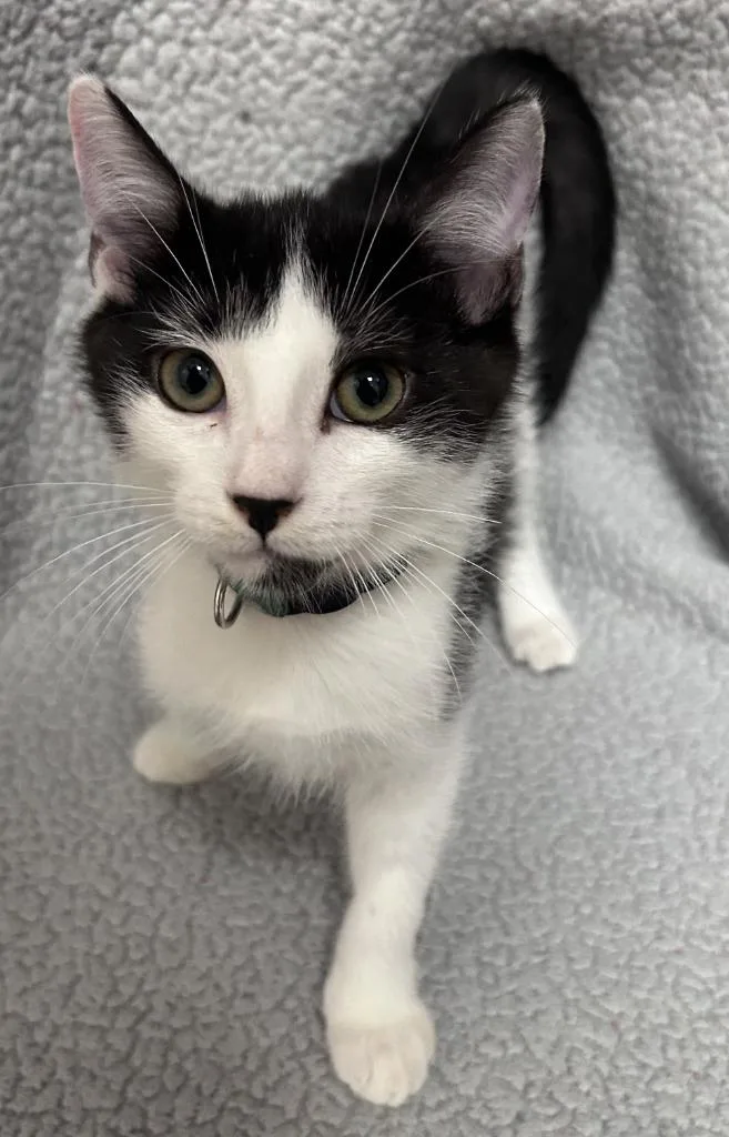 A baby small-sized male Domestic Short Hair cat named Thistle for adoption in Madison, GA