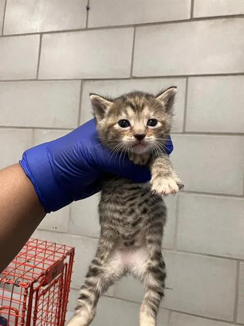 A baby small-sized female Domestic Short Hair cat named Cayenne for adoption in Dallas, TX