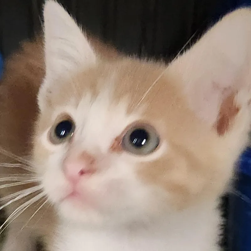 A baby small-sized male Domestic Short Hair cat named Creamsickle K for adoption in Corsicana, TX