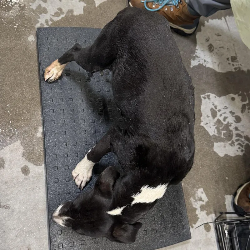 A young small-sized male Black Mixed Breed dog named Hoover for adoption in Las Cruces, NM