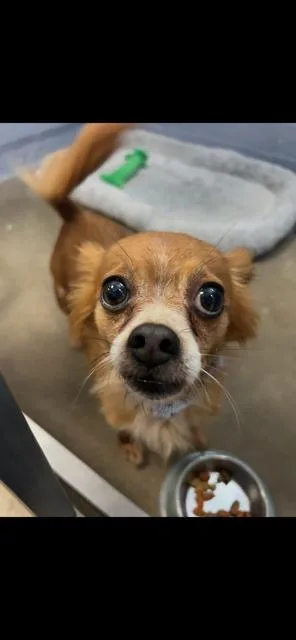 An adult small-sized female Chihuahua dog named Bella for adoption in Bloomingdale, NJ