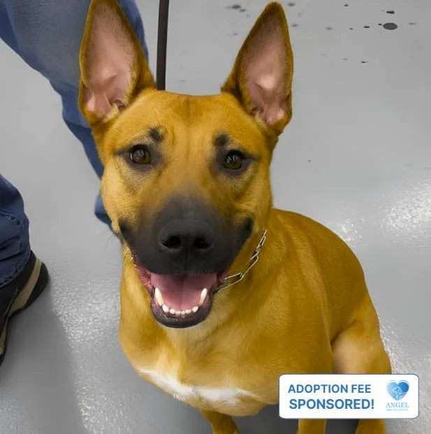 A young medium-sized female Red / Chestnut / Orange Belgian Shepherd / Malinois dog named Malibu for adoption in Naperville, IL