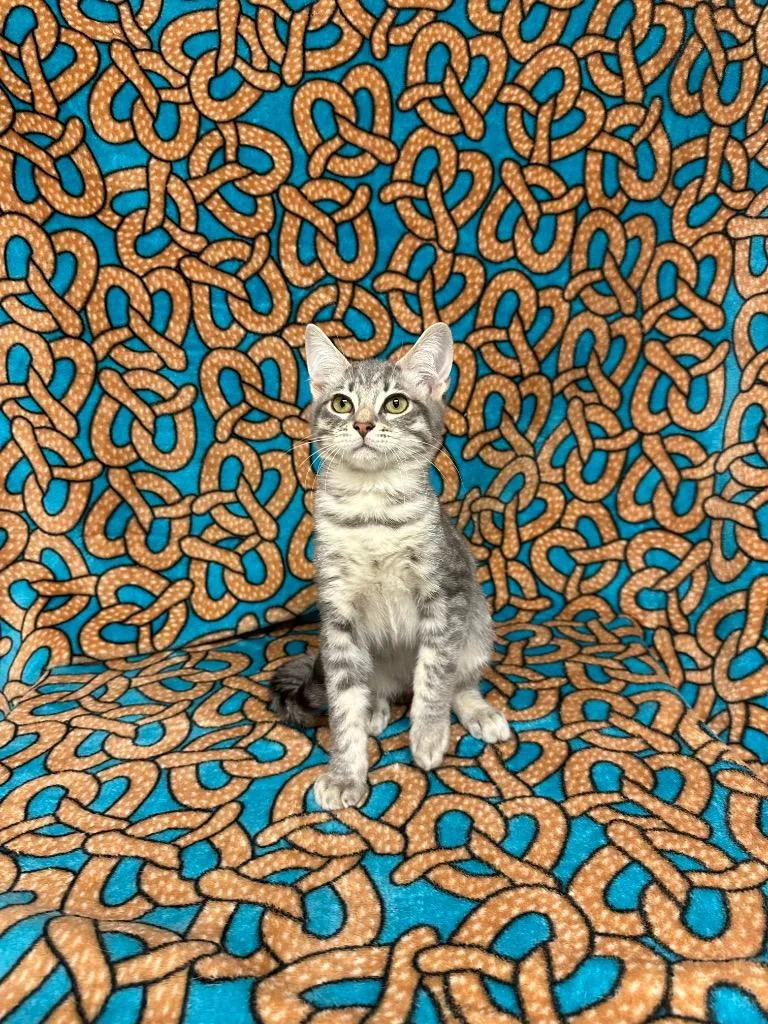 Terracotta