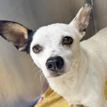 A young small-sized male Chihuahua dog named Bill for adoption in San Antonio, TX