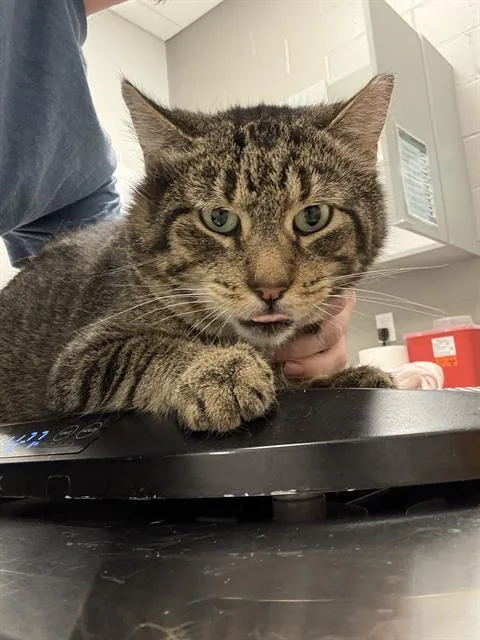 A young small-sized male Domestic Short Hair cat named Will for adoption in Indianapolis, IN