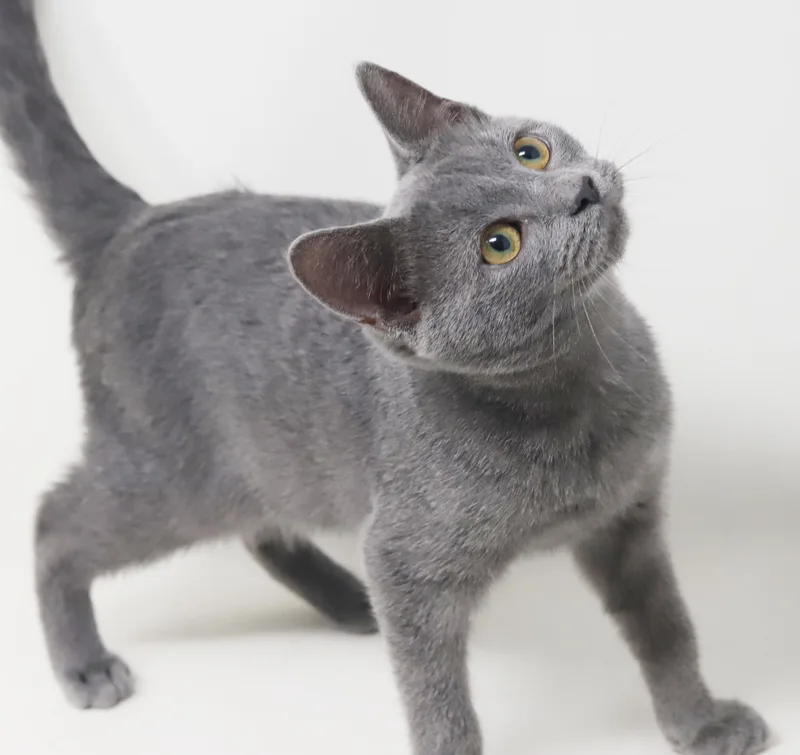 A baby small-sized male Russian Blue cat named Ernie is tons 'o for adoption in Bedford Hills, NY