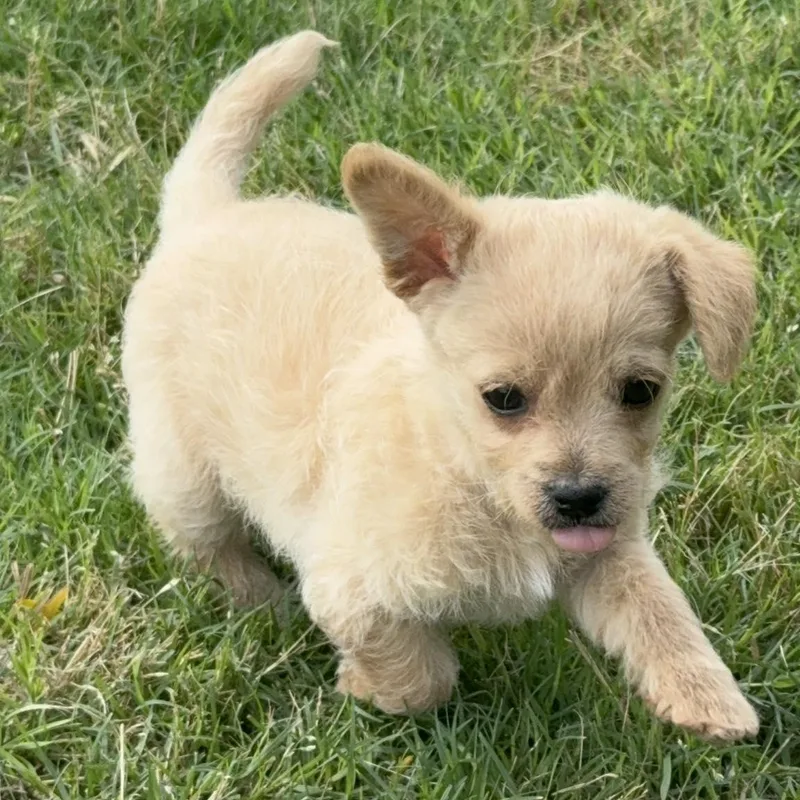 A baby small-sized female White / Cream Chihuahua dog named Preakness for adoption in Fort Worth, TX