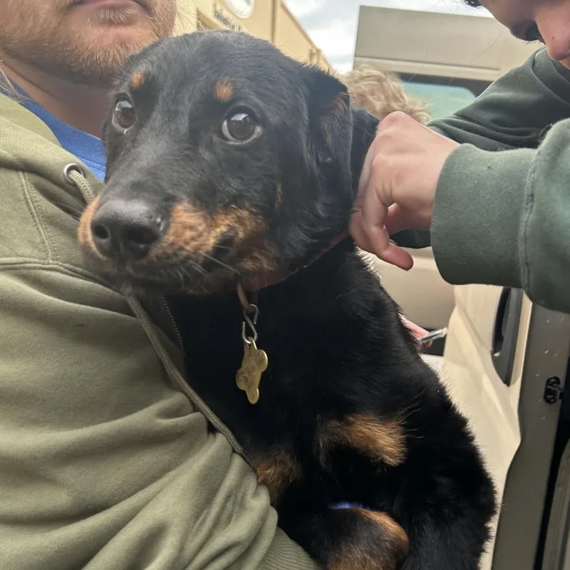 A young medium-sized male Black Shepherd dog named Little Buddy for adoption in Point Richmond, CA