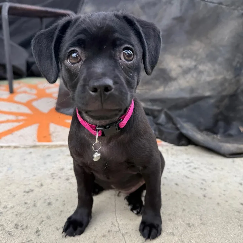 A baby small-sized female Black Mixed Breed dog named Boba for adoption in Los Angeles, CA