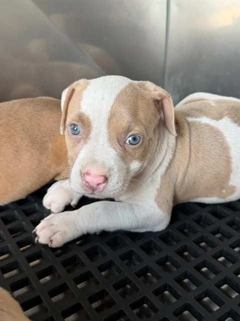 A baby medium-sized female Mixed Breed dog named Misty for adoption in Dallas, TX