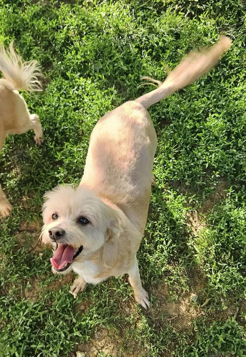 Toby thumbnail 3