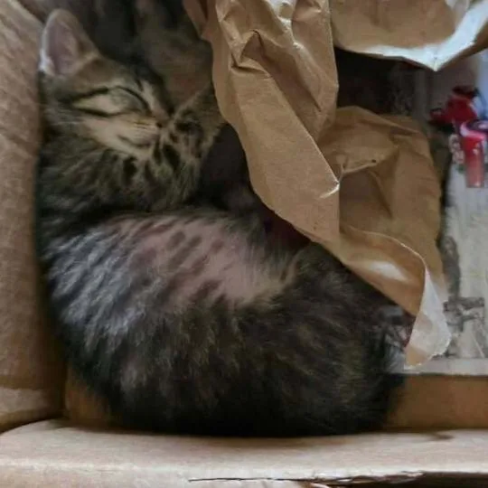 A baby small-sized male Domestic Short Hair cat named Slinky for adoption in Chicago, IL