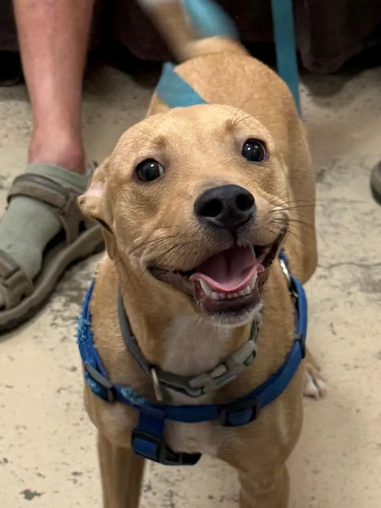 A baby medium-sized male Labrador Retriever dog named Roux for adoption in Saint Francisville, LA