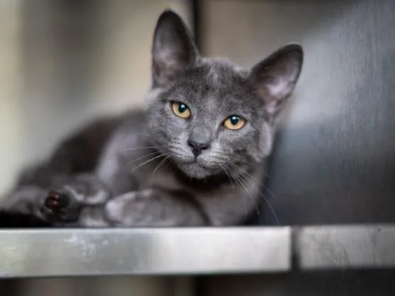 A young small-sized female Domestic Short Hair cat named Grady for adoption in Los Angeles, CA