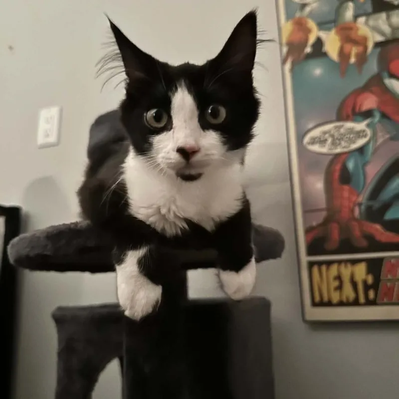 Penelope