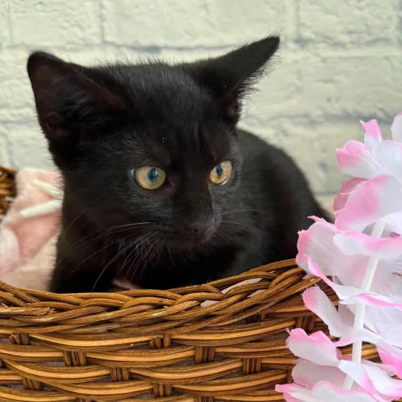 A baby small-sized female Black Domestic Short Hair cat named Emma for adoption in Harrisonburg, VA