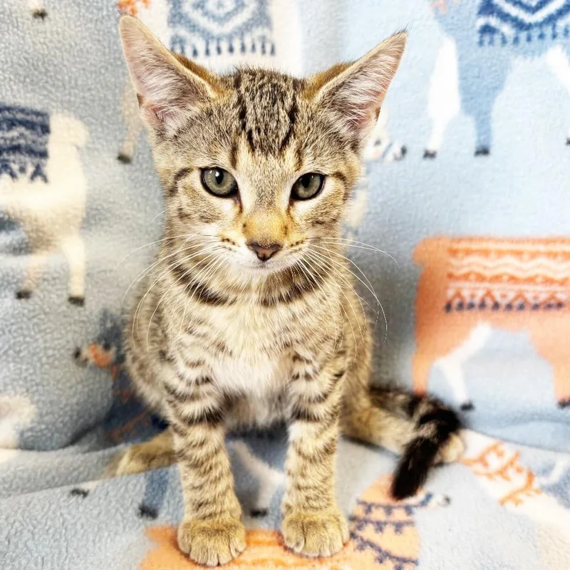 A baby small-sized male Brown / Chocolate Domestic Short Hair cat named Vino for adoption in Mount Juliet, TN