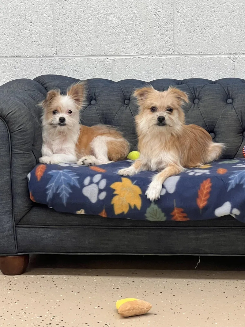 A baby small-sized male Shih Tzu dog named Ollie for adoption in York, SC