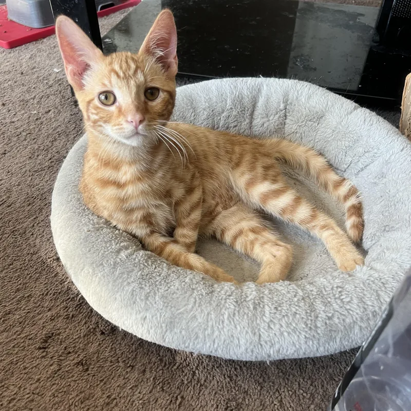 Baby Boy thumbnail 3