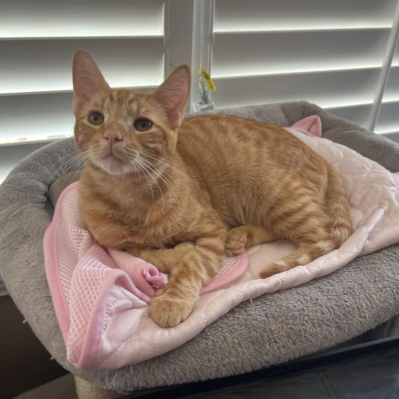 Baby Boy thumbnail 4