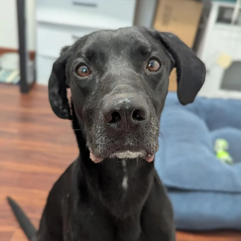 Van Gogh thumbnail 2