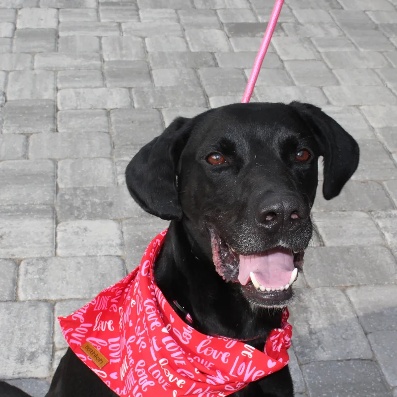 Van Gogh thumbnail 3