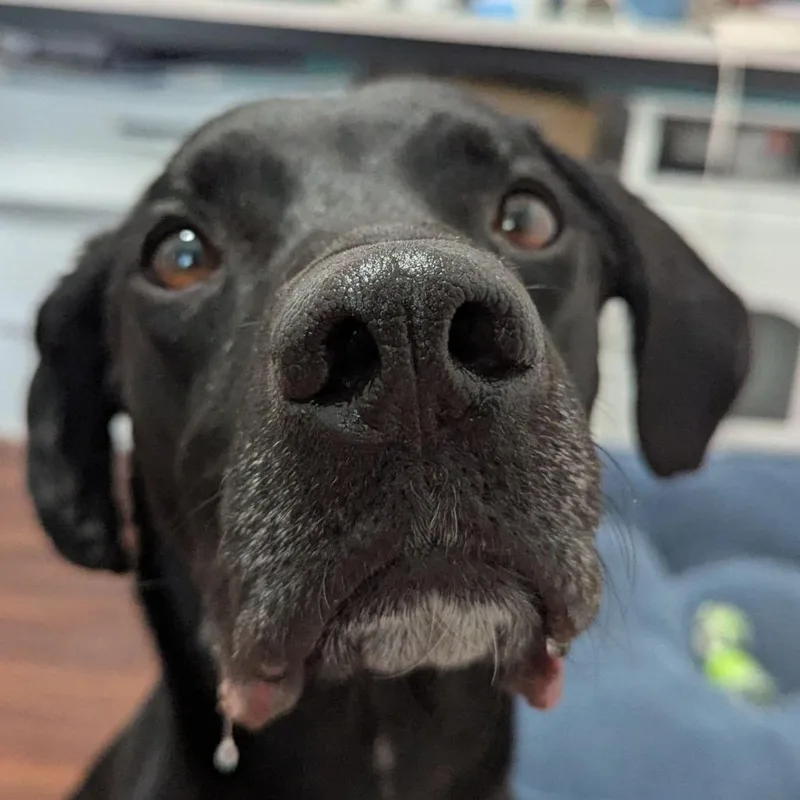 Van Gogh thumbnail 4