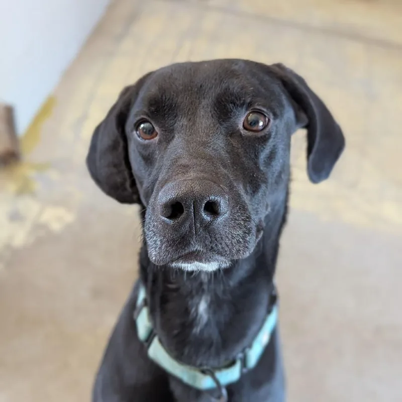 Van Gogh thumbnail 6