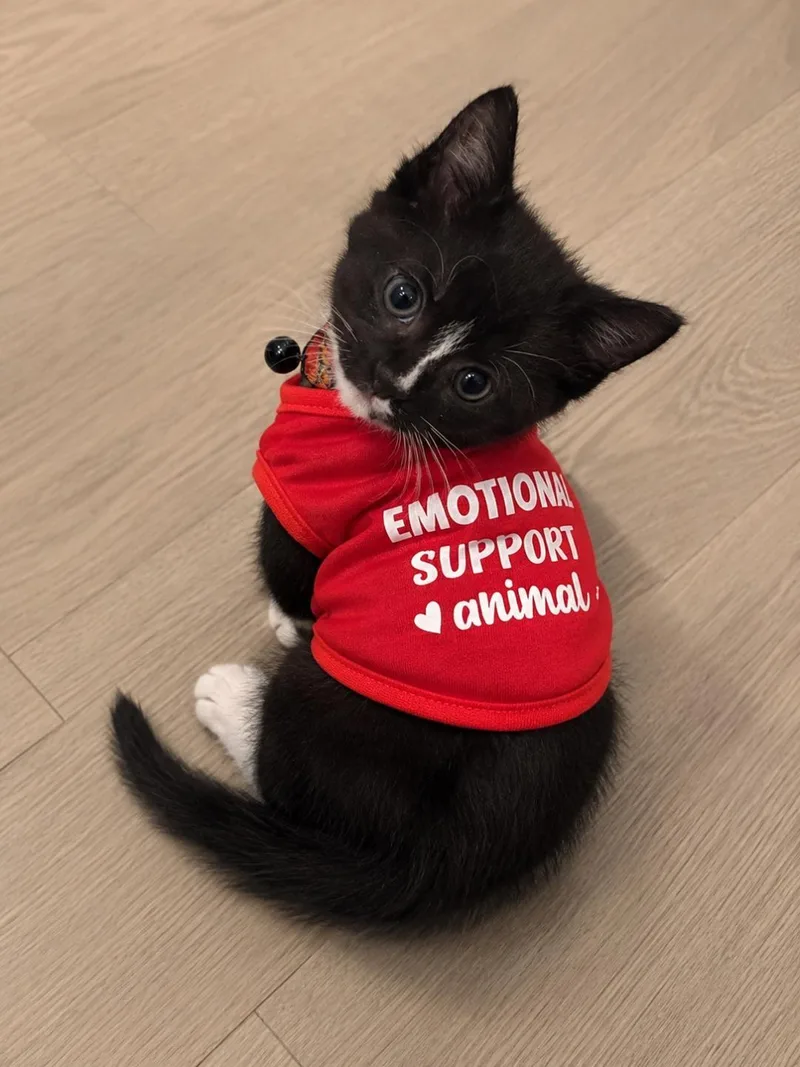 A baby medium-sized male Black & White / Tuxedo Domestic Short Hair cat named Puck for adoption in Sanford, NC