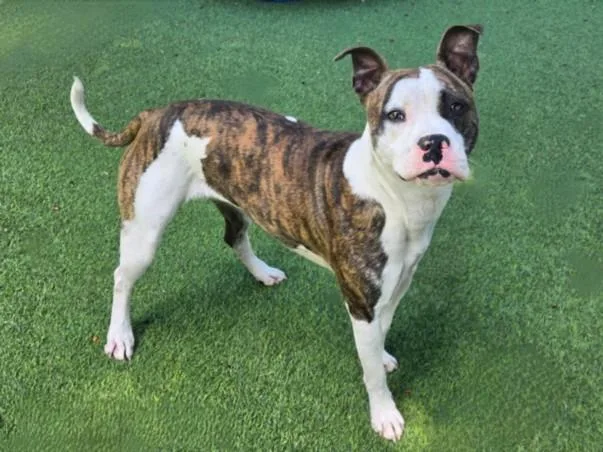 A young medium-sized female Pit Bull Terrier dog named Kiki for adoption in Van Nuys, CA