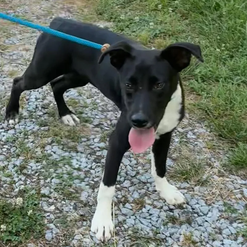 A baby medium-sized female Black Terrier dog named Jilli for adoption in Falls Church, VA