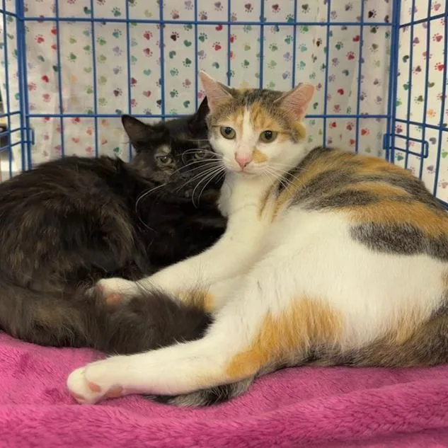 A young medium-sized female Tortoiseshell Domestic Long Hair cat named Saja for adoption in Durham, NC
