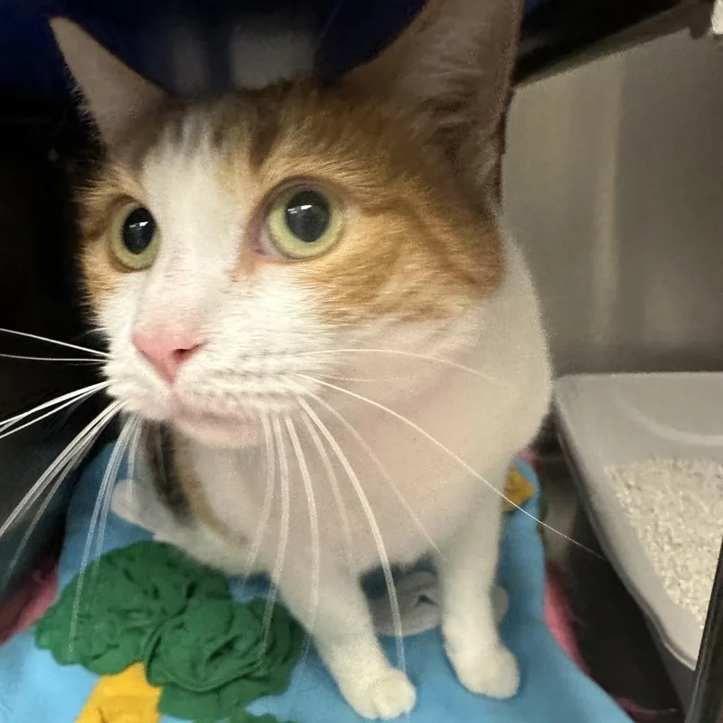 An adult large-sized female Calico Domestic Short Hair cat named Poots aka Penny for adoption in Columbia Station, OH