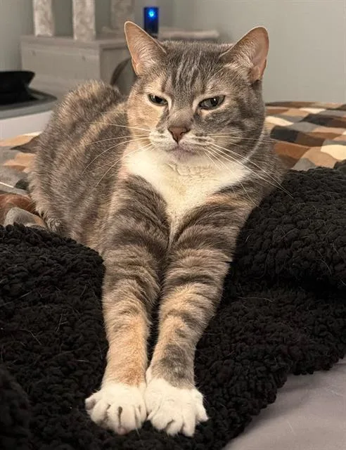 An adult large-sized female Domestic Short Hair cat named Ella Mai for adoption in Camarillo, CA