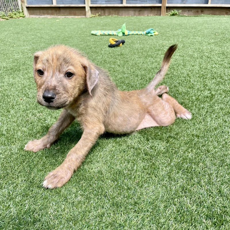 Little Rusty thumbnail 2