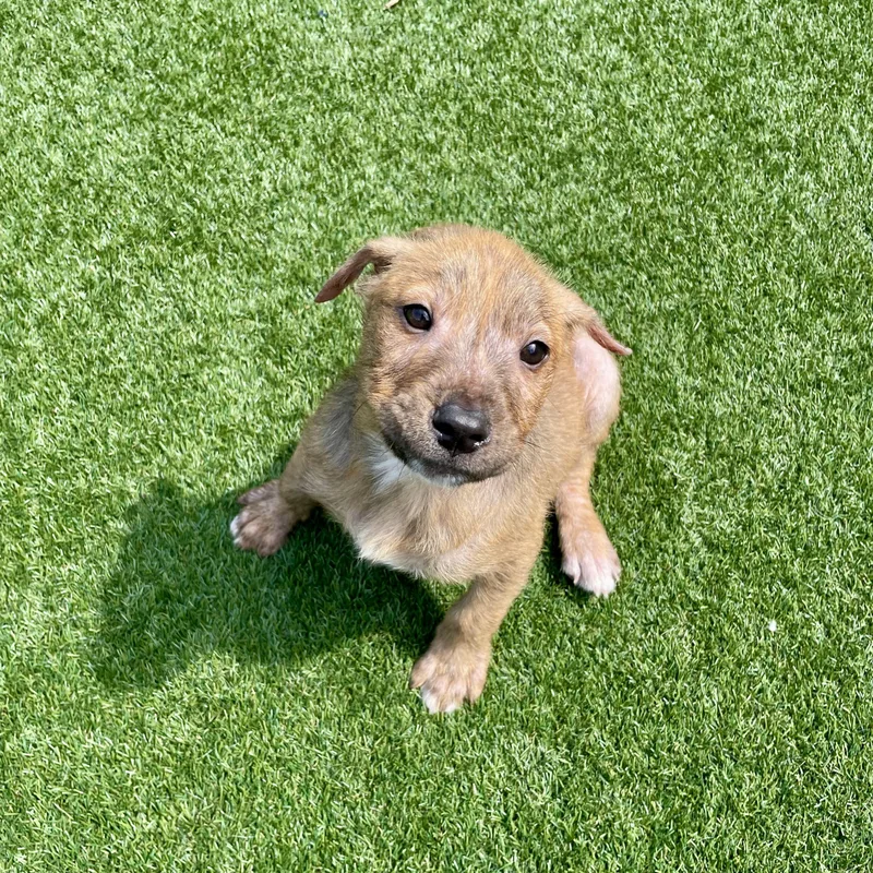 Little Rusty thumbnail 3