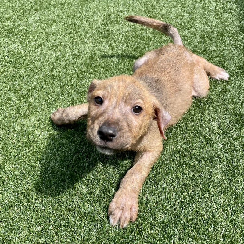 Little Rusty thumbnail 4