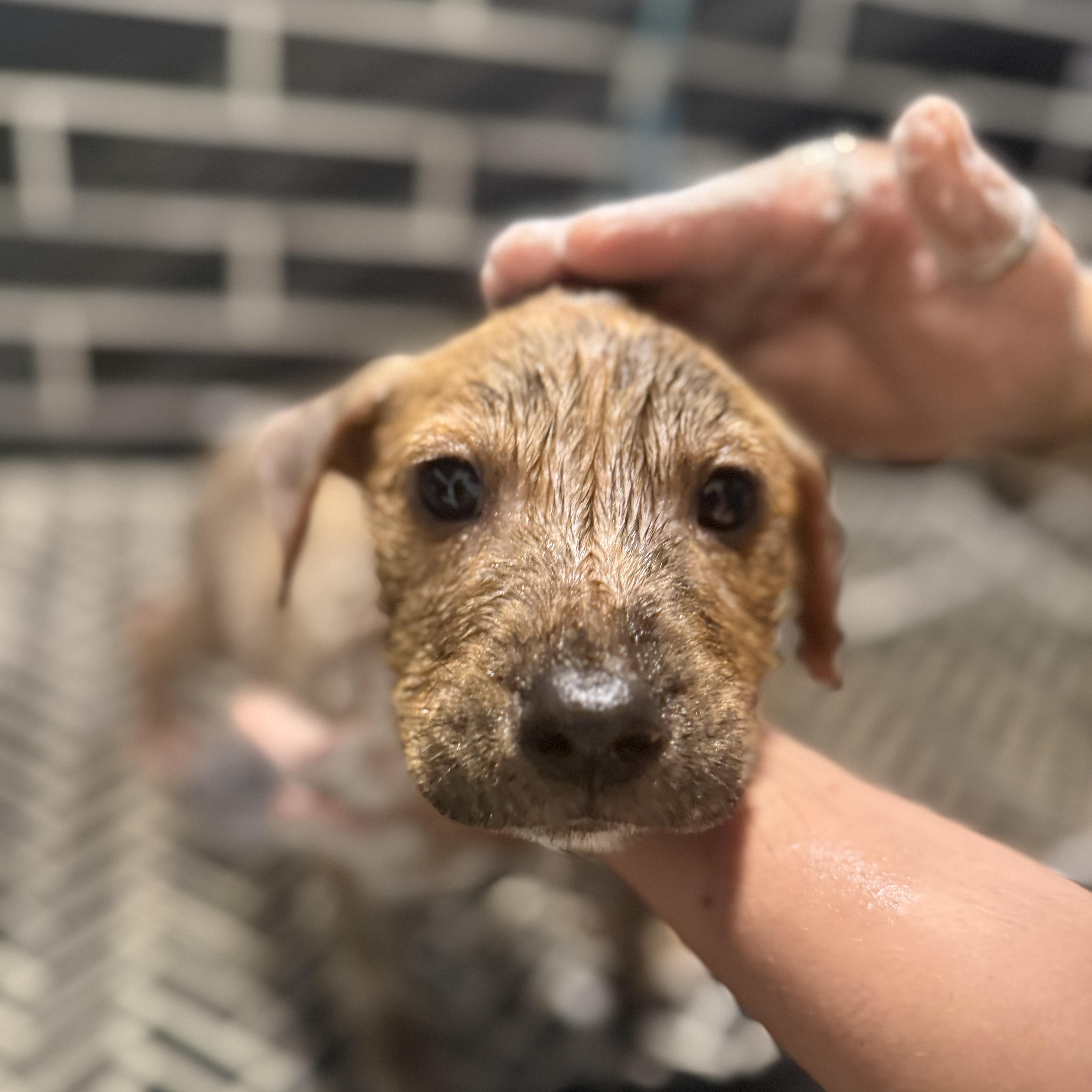 Little Rusty thumbnail 5