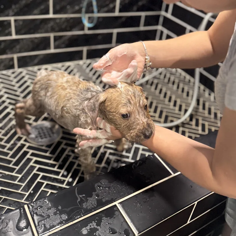 Little Rusty thumbnail 6