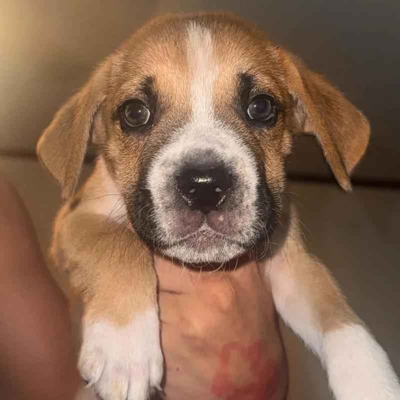 A baby small-sized male Brown / Chocolate Boxer dog named Tristan for adoption in Oceanside, NY