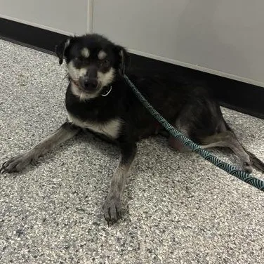 A senior small-sized female Black Miniature Pinscher dog named Betty for adoption in Converse, TX
