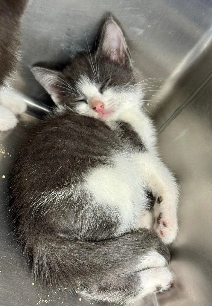 A baby medium-sized male Domestic Short Hair cat named Marcus for adoption in Danielsville, GA