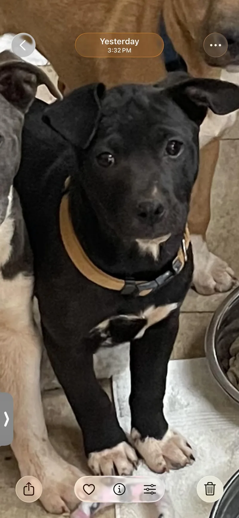 A baby large-sized female Catahoula Leopard Dog dog named Raven for adoption in Social Circle, GA