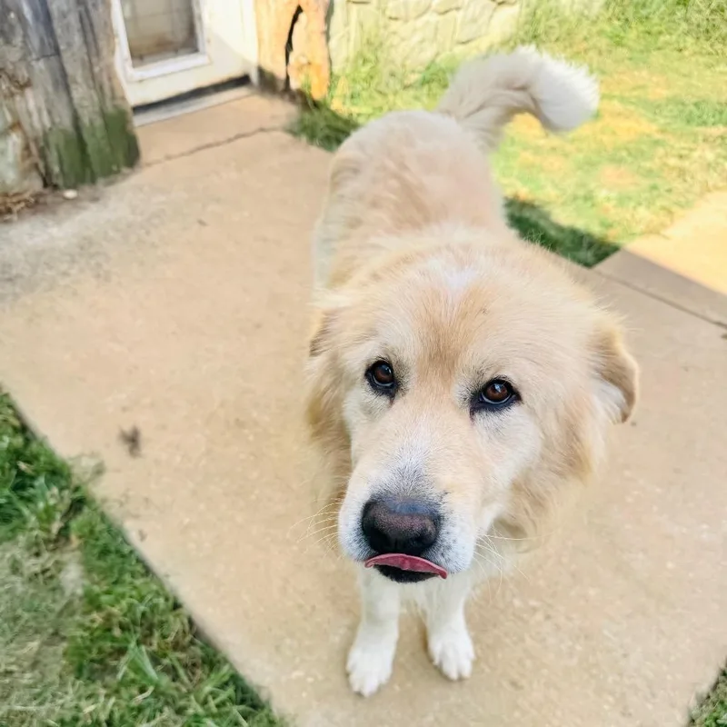An adult large-sized male Great Pyrenees dog named Big Al for adoption in Brownsboro, AL