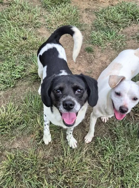 An adult small-sized female Black Beagle dog named Morticia for adoption in metairie, LA