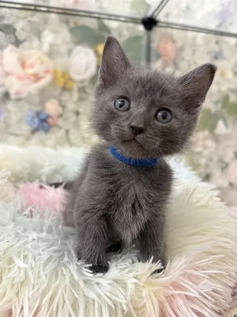 Blueberry