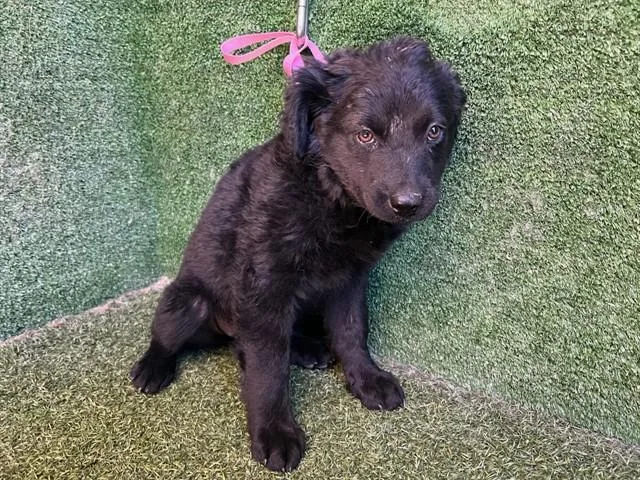 A baby small-sized female German Shepherd Dog dog named Sophie for adoption in Lancaster, CA